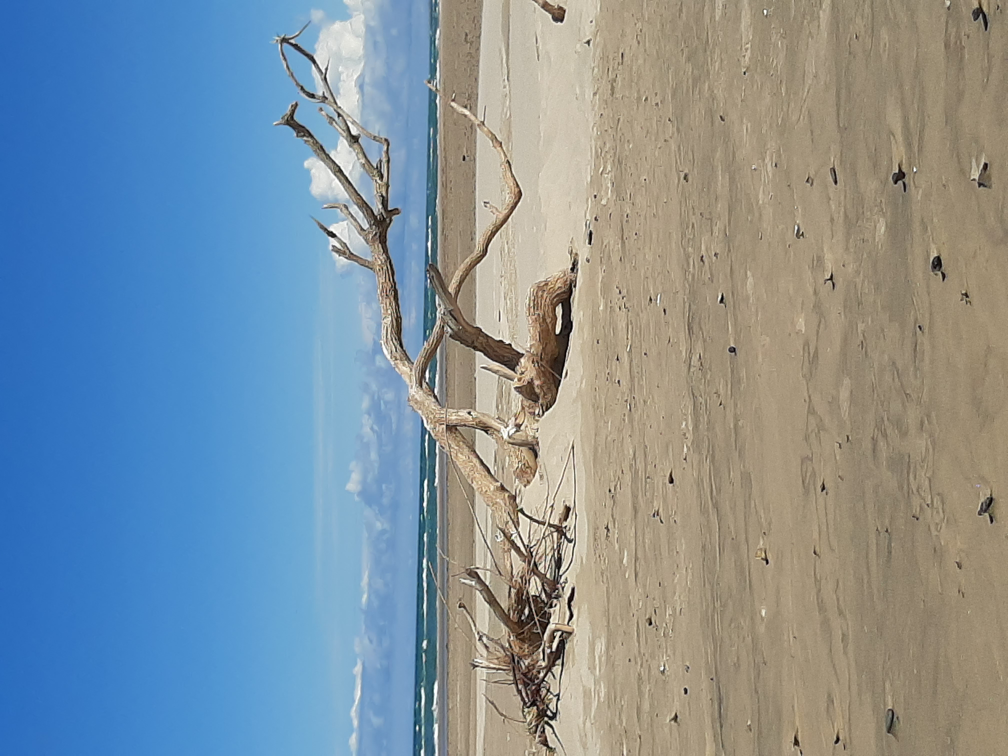 Toter Baum Am Strand