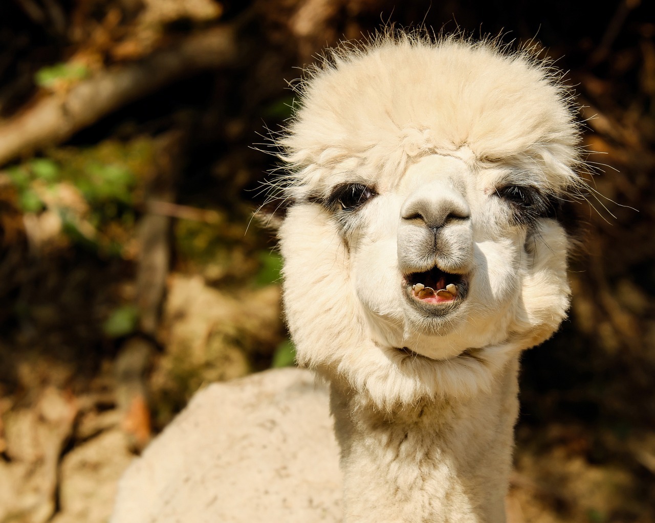 Isager Wolle von gluecklichen Alpacas Isager Wolle von gluecklichen Alpacas