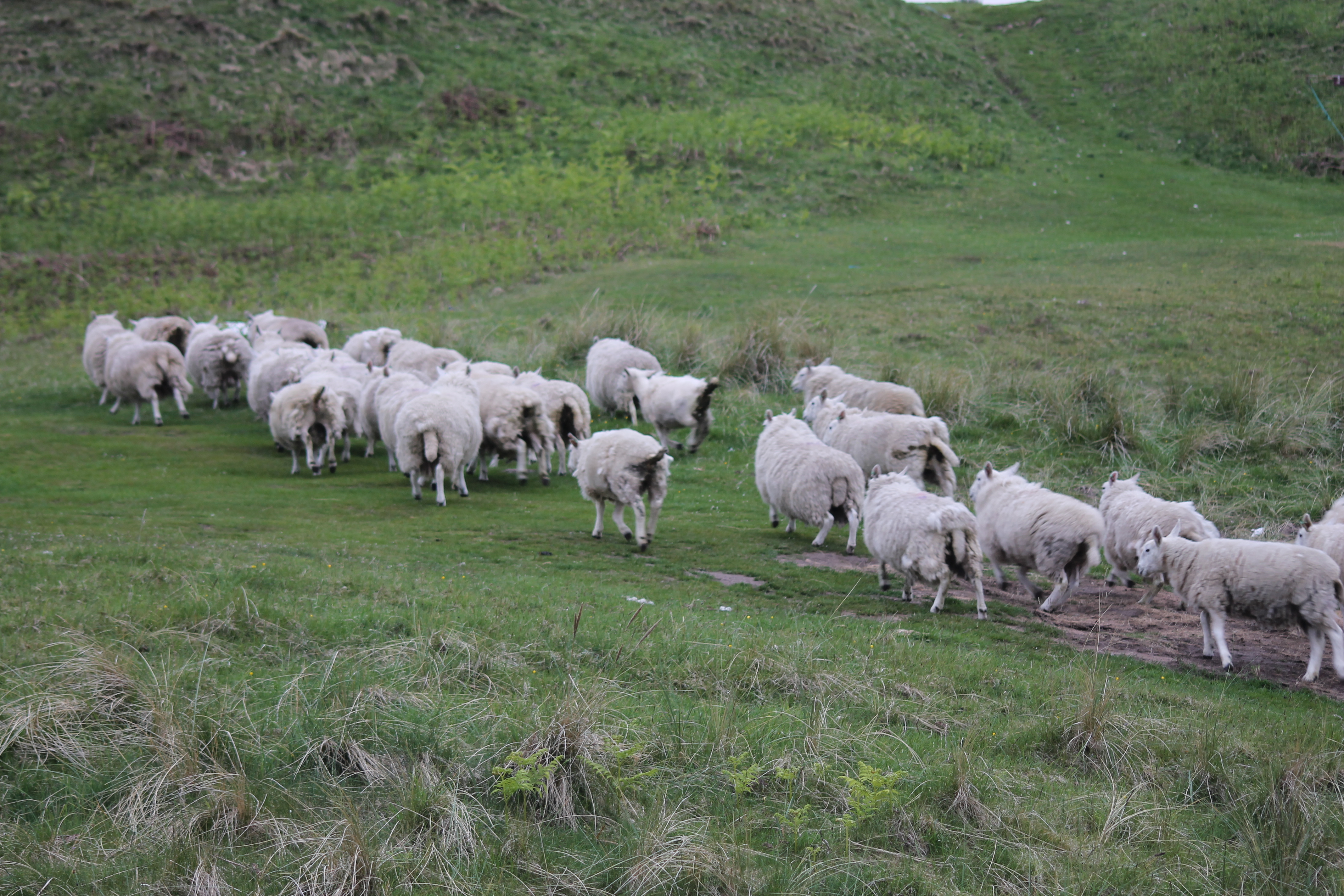 Schafe 3